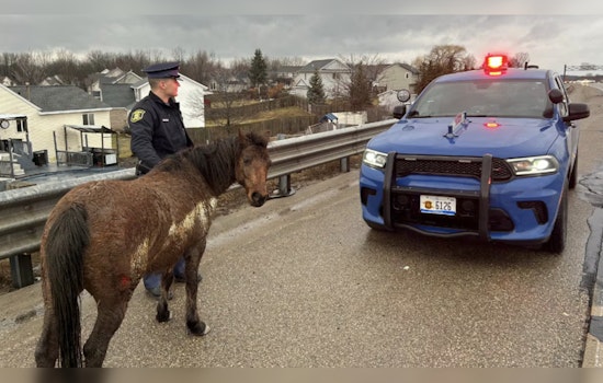 15 Horses Gallop onto Highway M-6 Near Byron Center, Prompting Traffic Delays and a Swift Roundup