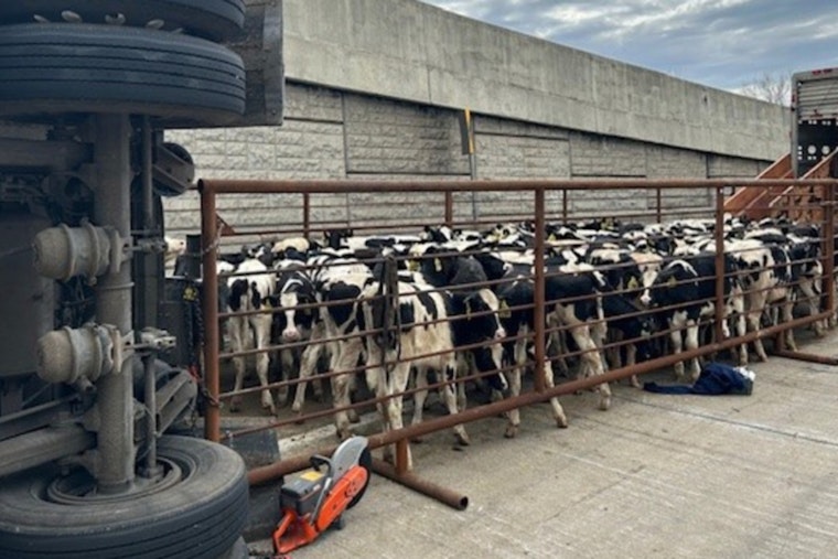 Truck Overturns on I-65 in Northwest Indiana, 127 Dairy Cows Aboard, Two Cows Perish in Incident