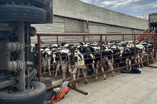 Truck Overturns on I-65 in Northwest Indiana, 127 Dairy Cows Aboard, Two Cows Perish in Incident