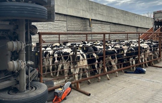 Truck Overturns on I-65 in Northwest Indiana, 127 Dairy Cows Aboard, Two Cows Perish in Incident