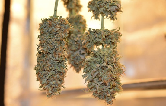 AAA Survey Reveals Nearly Half of Michigan Cannabis Users Believe It Doesn't Affect Driving Skills