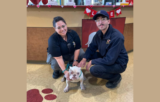 Abandoned Bulldog "Justice" Thrives in Foster Care as DeSoto Police Seek Culprit