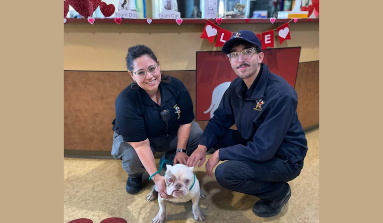 Abandoned Bulldog "Justice" Thrives in Foster Care as DeSoto Police Seek Culprit