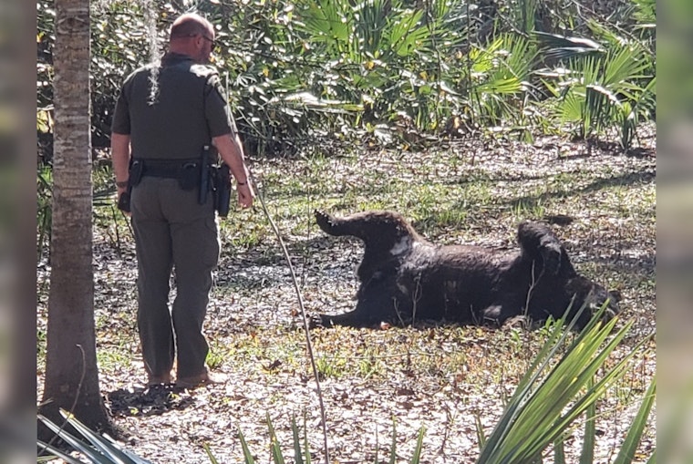 Abbeville Man Accused of Illegally Shooting Protected Louisiana Black Bear