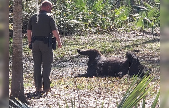 Abbeville Man Accused of Illegally Shooting Protected Louisiana Black Bear