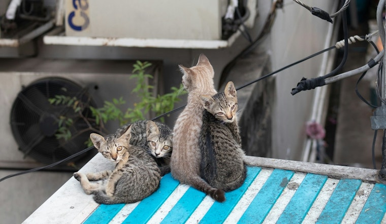 Acts of Compassion Illuminate Gilbert, Woman Aids Senior with Same Name, Local Hero Rescues Stray Cats