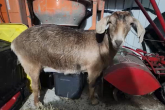 Akron Police in Hot Pursuit of Rogue Goat on State Route 8, Ensuing Chase Captured on Bodycam
