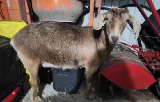 Akron Police in Hot Pursuit of Rogue Goat on State Route 8, Ensuing Chase Captured on Bodycam
