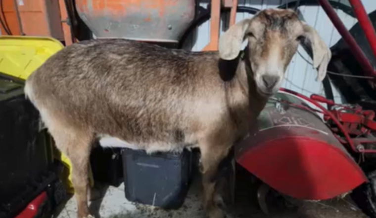 Akron Police in Hot Pursuit of Rogue Goat on State Route 8, Ensuing Chase Captured on Bodycam