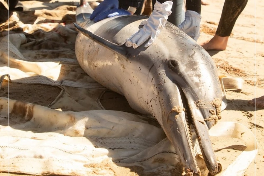 Algal Bloom Crisis Intensifies Along Southern California Coast, Marine Mammals in Jeopardy