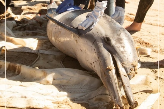 Algal Bloom Crisis Intensifies Along Southern California Coast, Marine Mammals in Jeopardy