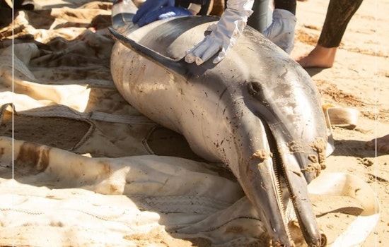 Algal Bloom Crisis Intensifies Along Southern California Coast, Marine Mammals in Jeopardy