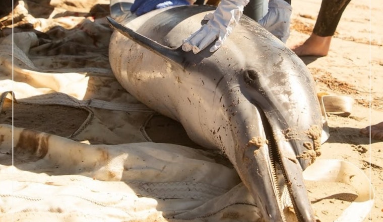 Algal Bloom Crisis Intensifies Along Southern California Coast, Marine Mammals in Jeopardy