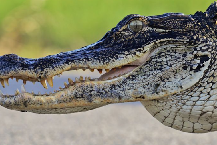 Alligator Attack Injures Kayaker at Kissimmee State Park, Prompting Swift Wildlife Response