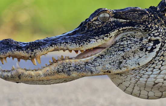 Alligator Attack Injures Kayaker at Kissimmee State Park, Prompting Swift Wildlife Response
