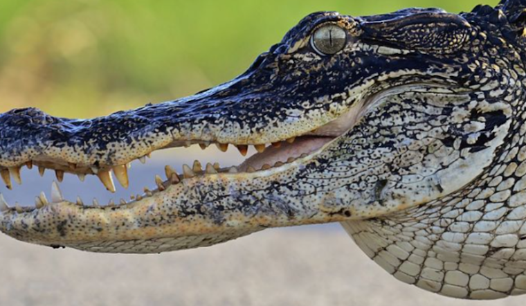 Alligator Attack Injures Kayaker at Kissimmee State Park, Prompting Swift Wildlife Response