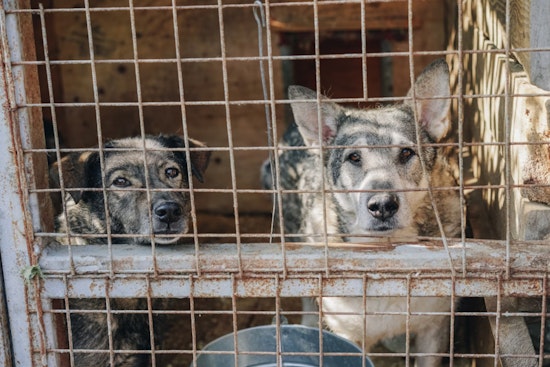 Arizona Humane Society Advocates for Stronger Animal Protection Laws Amid Spike in Cruelty Cases
