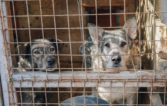 Arizona Humane Society Advocates for Stronger Animal Protection Laws Amid Spike in Cruelty Cases