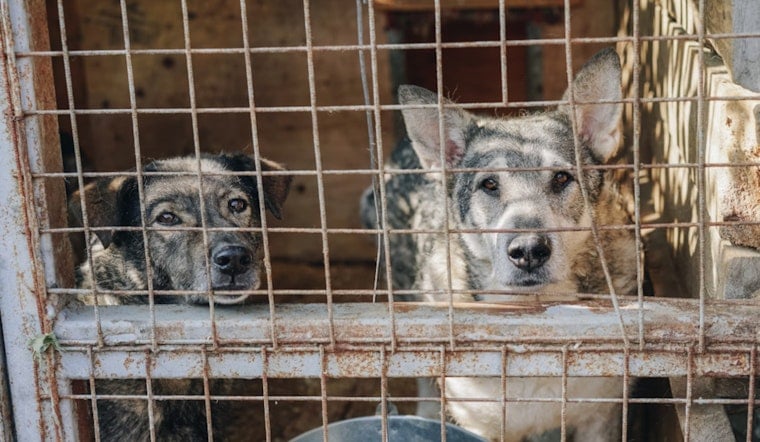 Arizona Humane Society Advocates for Stronger Animal Protection Laws Amid Spike in Cruelty Cases
