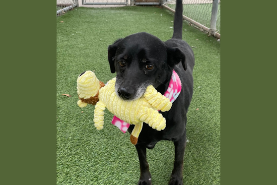 Arlington Animal Services Pleads for Adopters as Kennels Reach Full Capacity, Offers $5 Adoptions
