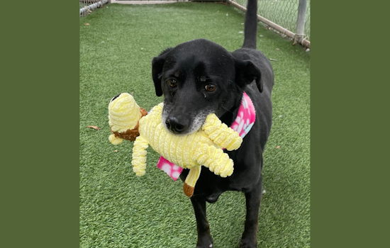 Arlington Animal Services Pleads for Adopters as Kennels Reach Full Capacity, Offers $5 Adoptions
