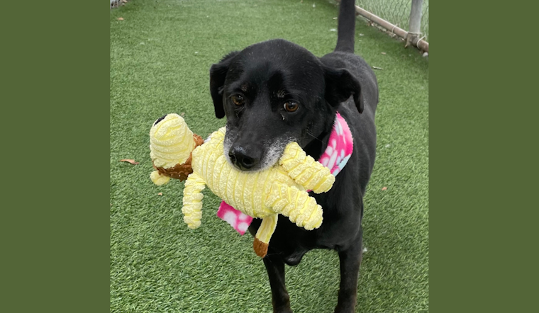 Arlington Animal Services Pleads for Adopters as Kennels Reach Full Capacity, Offers $5 Adoptions