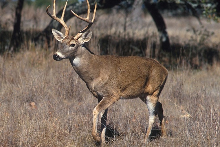 Arlington County to Launch Drone Deer Survey with Federal Approval, Ensuring Public and Ecosystem Safety