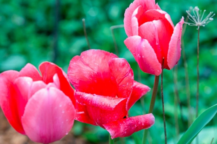"Art Blooms" Initiative to Transform Kennesaw With Public Art Displays and Scavenger Hunt Ahead of Art Hatch Event