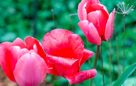 "Art Blooms" Initiative to Transform Kennesaw With Public Art Displays and Scavenger Hunt Ahead of Art Hatch Event