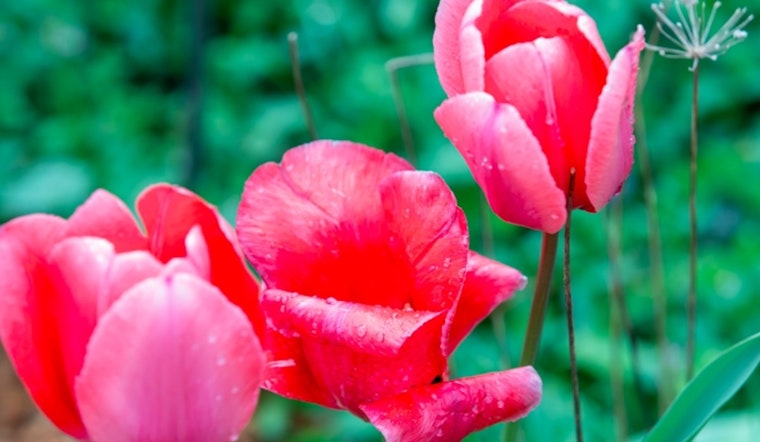 "Art Blooms" Initiative to Transform Kennesaw With Public Art Displays and Scavenger Hunt Ahead of Art Hatch Event