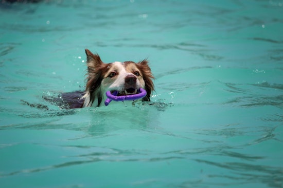 Atlantic Beach Updates Ordinance Allowing Dogs to Swim Unleashed in Ocean with Conditions
