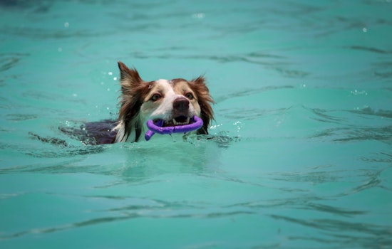 Atlantic Beach Updates Ordinance Allowing Dogs to Swim Unleashed in Ocean with Conditions