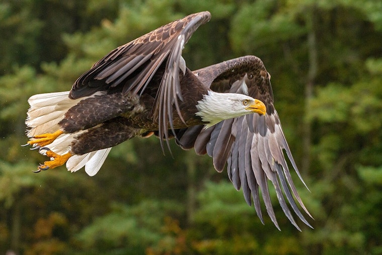 Avian Influenza Claims Lives of Bald Eagles in Indiana and Illinois Amid Wider Wildlife Threat