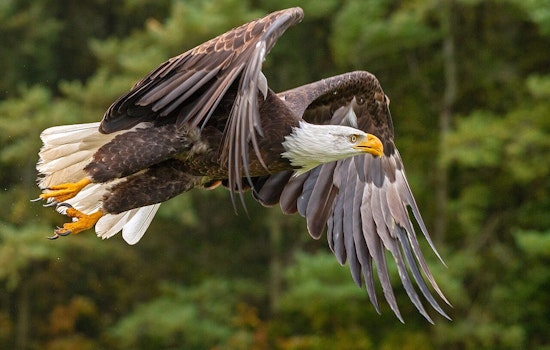 Avian Influenza Claims Lives of Bald Eagles in Indiana and Illinois Amid Wider Wildlife Threat
