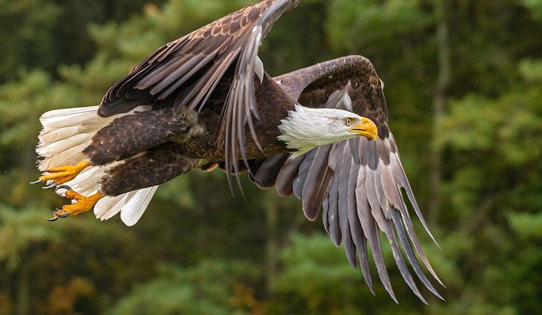 Avian Influenza Claims Lives of Bald Eagles in Indiana and Illinois Amid Wider Wildlife Threat