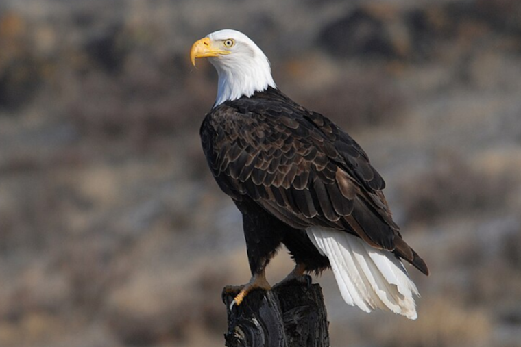 Bald Eagles Stella and Irvin Welcome New Eaglet at U.S. Steel Plant in Pittsburgh