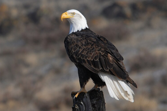 Bald Eagles Stella and Irvin Welcome New Eaglet at U.S. Steel Plant in Pittsburgh
