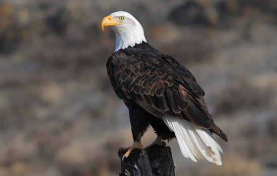 Bald Eagles Stella and Irvin Welcome New Eaglet at U.S. Steel Plant in Pittsburgh