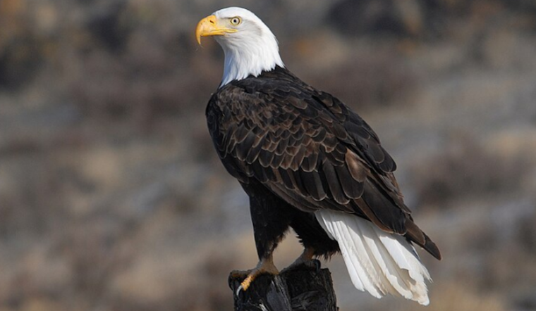 Bald Eagles Stella and Irvin Welcome New Eaglet at U.S. Steel Plant in Pittsburgh