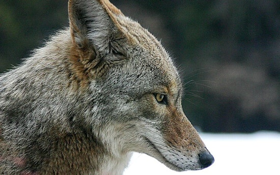 Bellevue Community on Alert as Two Coyotes Euthanized After String of Aggressive Attacks