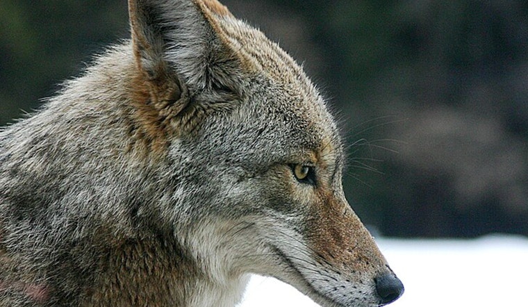 Bellevue Community on Alert as Two Coyotes Euthanized After String of Aggressive Attacks