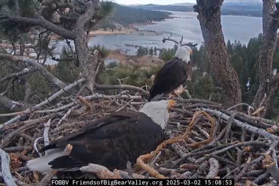 Big Bear Eagles Jackie and Shadow Welcome Two Eaglets as World Watches