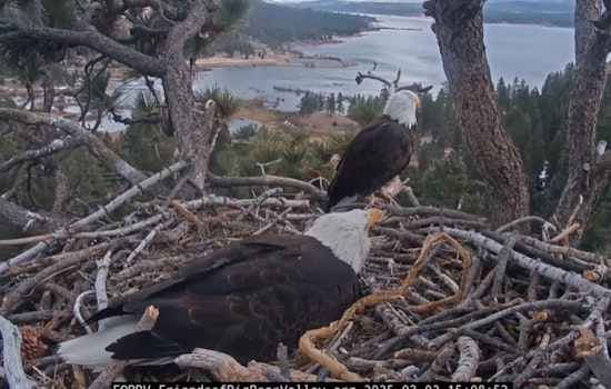 Big Bear Eagles Jackie and Shadow Welcome Two Eaglets as World Watches