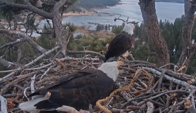 Big Bear Eagles Jackie and Shadow Welcome Two Eaglets as World Watches