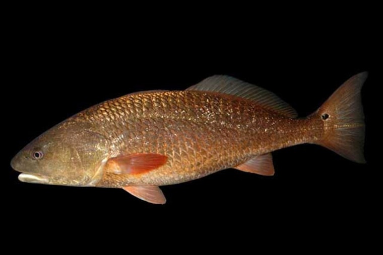 Biscayne Bay Celebrates Historic Redfish Reintroduction as 50,000 Juvenile Fish Released for First Time in 30 Years