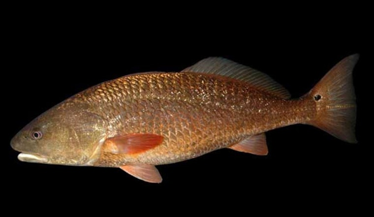 Biscayne Bay Celebrates Historic Redfish Reintroduction as 50,000 Juvenile Fish Released for First Time in 30 Years