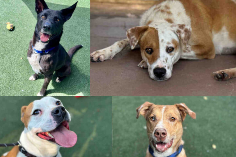 Bonita and Carlsbad Shelters Offer ‘Wheel o’ Fortune’ Discounted Pet Adoptions This March