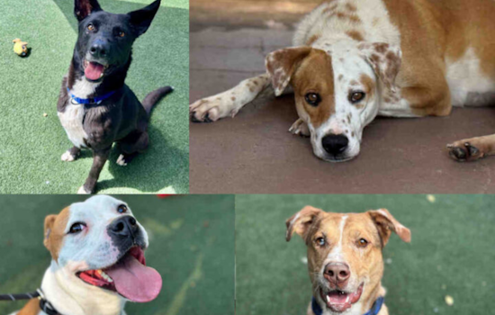 Bonita and Carlsbad Shelters Offer ‘Wheel o’ Fortune’ Discounted Pet Adoptions This March