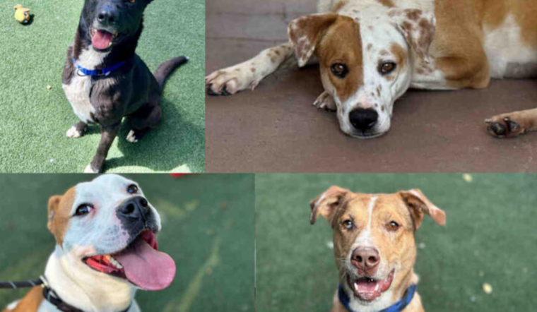 Bonita and Carlsbad Shelters Offer ‘Wheel o’ Fortune’ Discounted Pet Adoptions This March