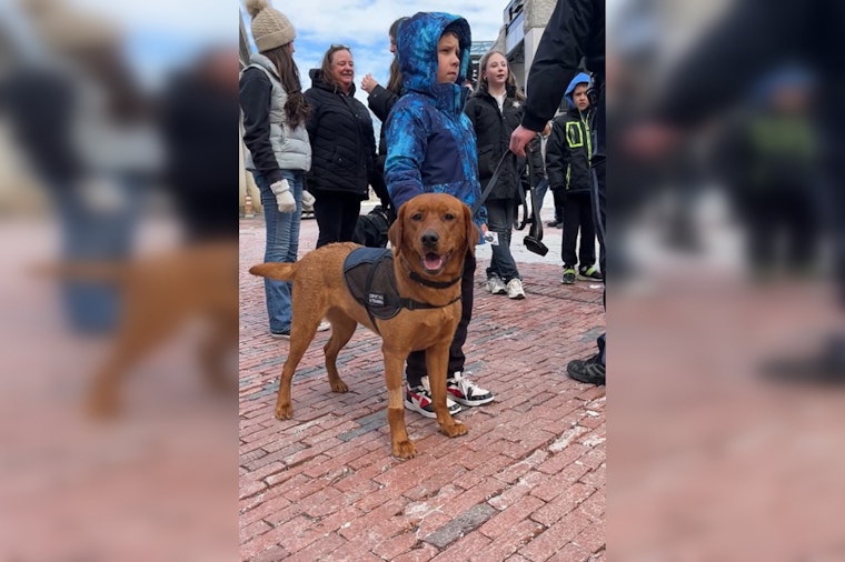 Boston Police Comfort Dogs and Handlers Sharpen Skills Amid City Bustle at Quincy Market